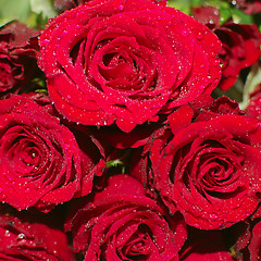 Image showing Red Roses