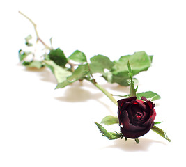 Image showing Dried Rose