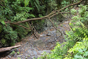 Image showing River bed with wooden ladder in the woods