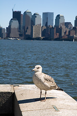 Image showing New York seagull