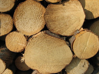 Image showing Stacked Timber