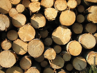 Image showing Stacked Timber