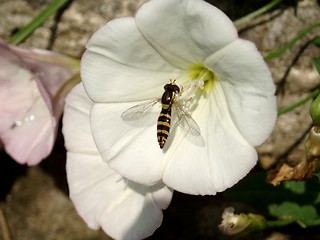 Image showing White Blossoms  and Bee