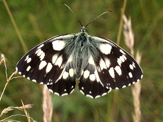 Image showing Butterfly