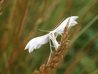 Image showing Butterfly