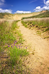 Image showing Desert landscape in Manitoba, Canada