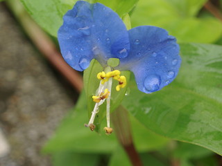 Image showing Wild flower