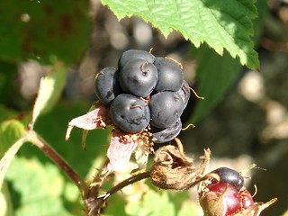 Image showing Wild Fruit