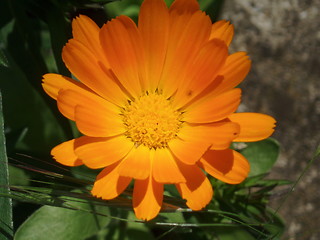 Image showing Calendula