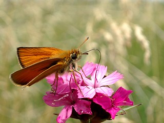 Image showing Butterfly