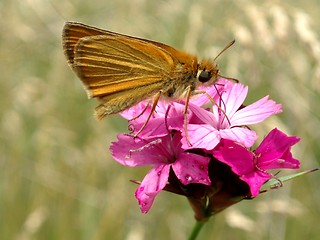 Image showing Butterfly