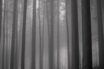 Image showing misty forest