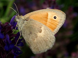 Image showing Butterfly