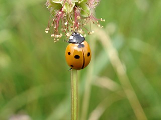 Image showing Cocinella