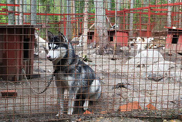 Image showing sad and tearful dog in captivity 