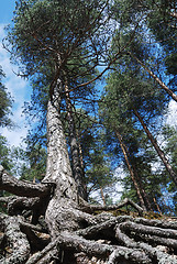 Image showing tall pine with overgrown tree roots