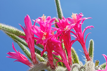 Image showing Cactus flowers