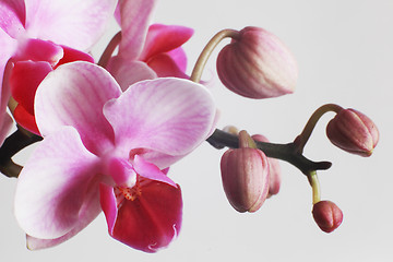 Image showing beautiful pink orchids on white background
