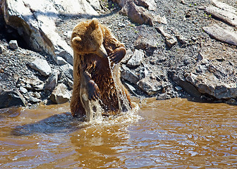 Image showing Brown bear