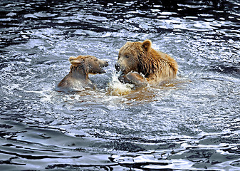 Image showing Brown bear