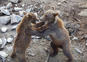 Image showing Brown bear