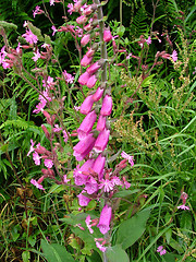 Image showing Foxgloves in hedgerow.