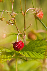 Image showing Wild strawberry