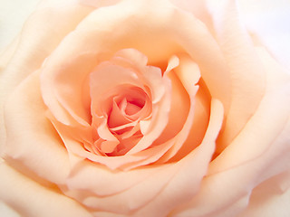 Image showing delicate pink rose