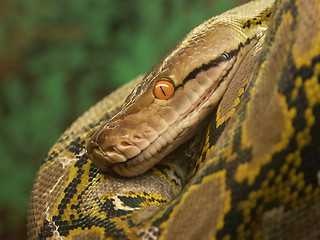 Image showing Snake