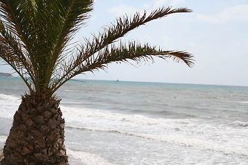Image showing Palm in front of the sea