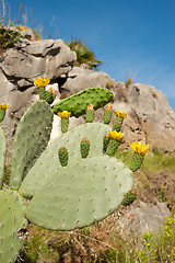 Image showing Flowering cactus