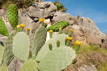 Image showing Flowering cactus