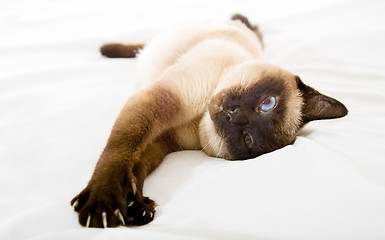 Image showing Siamese cat