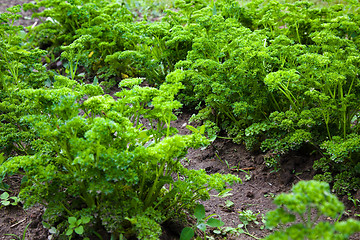 Image showing Green parsley