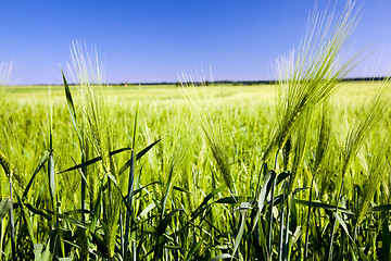 Image showing Green ear of barley