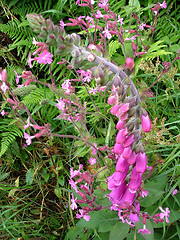 Image showing Foxgloves in hedgerow.