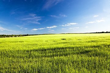 Image showing Green ear of barley