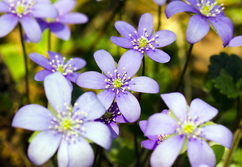 Image showing Spring flowers