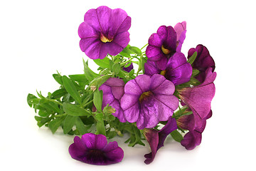 Image showing Petunia