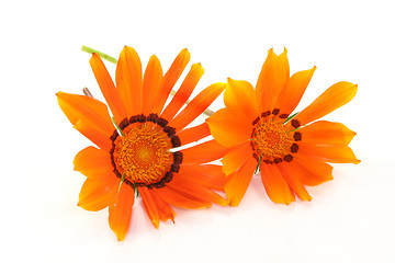 Image showing Gazania