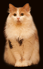 Image showing Ginger cat on a dark background