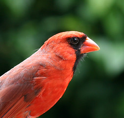 Image showing Cardinal Portrait