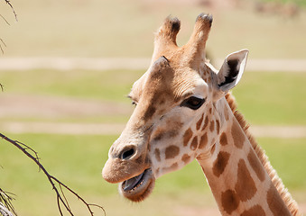 Image showing african giraffe up close