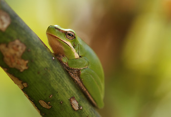 Image showing dwarf green tree frog in plant