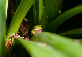 Image showing dwarf green tree frog in plant