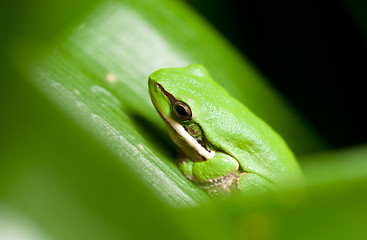 Image showing dwarf green tree frog in plant