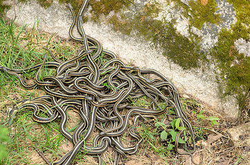 Image showing Snake Den