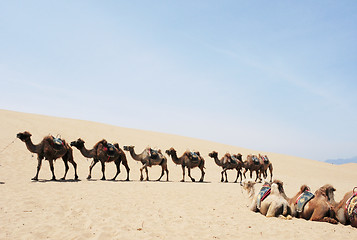 Image showing Camel safari in the deserts