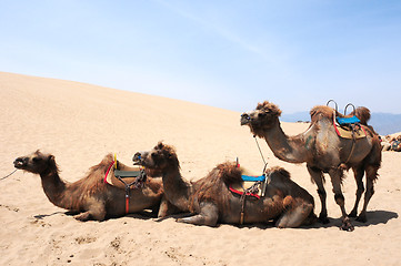 Image showing Camels in the deserts