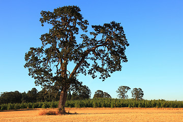 Image showing Old Oak